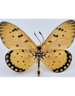 Ongeprepareerde Acraea Terpsicore