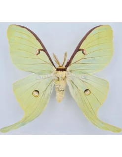 Ongeprepareerde Actias Luna