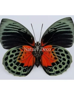 Ongeprepareerde Agrias Beata Beatifica