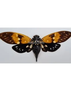 (On)geprepareerde Ambragaeana Ambra (cicade)