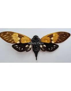 (On)geprepareerde Ambragaeana Ambra (cicade)
