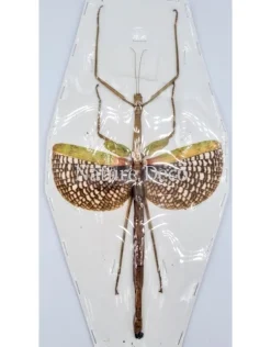 (On)geprepareerde Anchiale Maculata (wandelende tak)