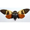 (On)geprepareerde Angamiana Floridula (Cicade)