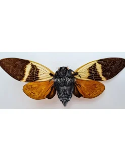 (On)geprepareerde Angamiana Floridula (Cicade)
