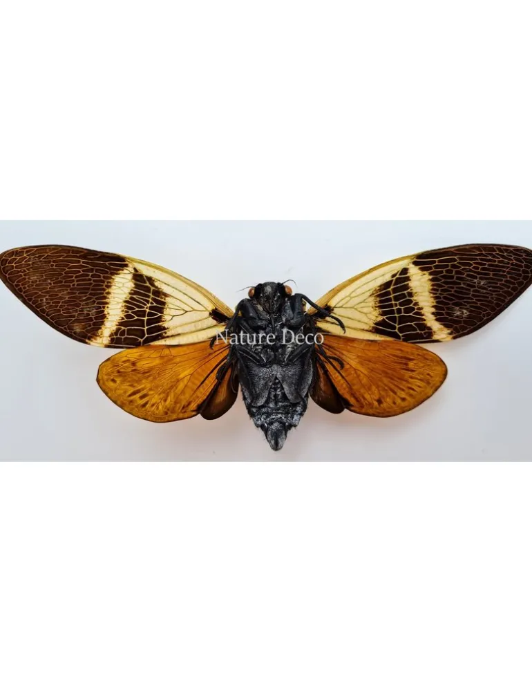 (On)geprepareerde Angamiana Floridula (Cicade)