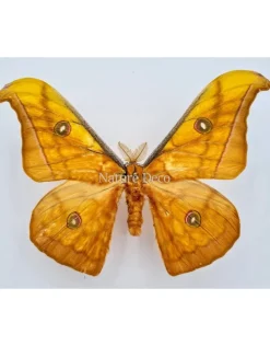 Ongeprepareerde Antheraea Jana (man)