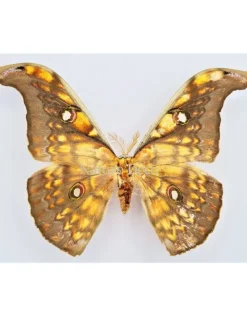 Ongeprepareerde Antheraea Larissa