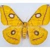 Ongeprepareerde Antheraea Jana (vrouw)