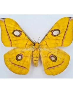 Ongeprepareerde Antheraea Jana (vrouw)