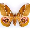 Ongeprepareerde Antherina Suraka
