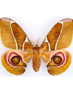 Ongeprepareerde Antherina Suraka