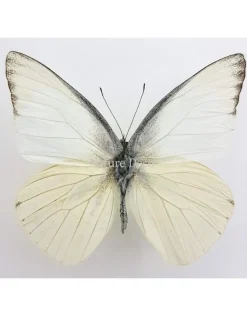 Ongeprepareerde Appias Albina