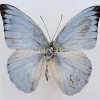 Ongeprepareerde Appias Celestina (man)