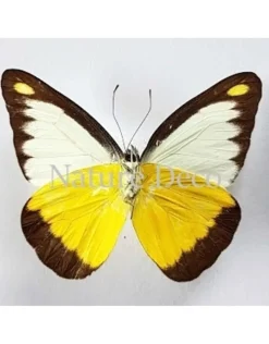 Ongeprepareerde Appias Lyncida