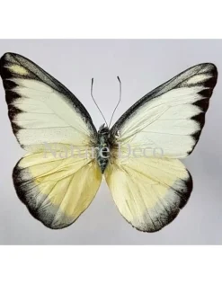 Ongeprepareerde Appias Lyncida