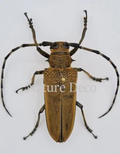 Ongeprepareerde Apriona Flavescens