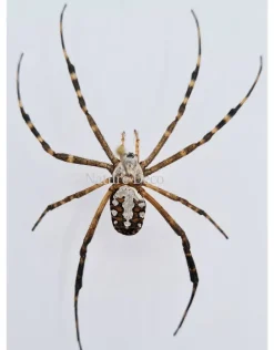 Ongeprepareerde Argiope Catenulata (spin)