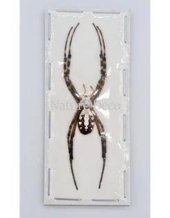 Ongeprepareerde Argiope Catenulata (spin)