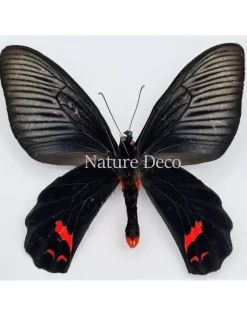 Ongeprepareerde Atrophaneura Dixoni