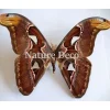 Ongeprepareerde Attacus Atlas