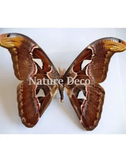 Ongeprepareerde Attacus Atlas