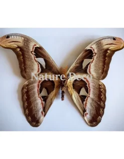 Ongeprepareerde Attacus Atlas