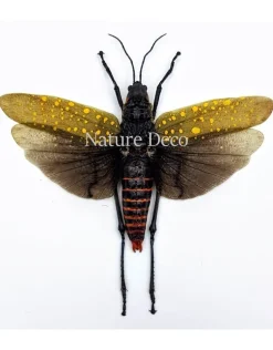 (On)geprepareerde Aularches Punctatus