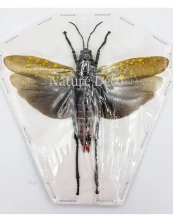 (On)geprepareerde Aularches Punctatus