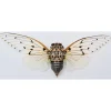(On)geprepareerde Ayuthia spectabilis (Ghost cicade)