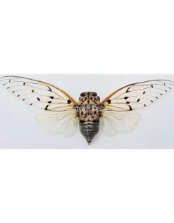 (On)geprepareerde Ayuthia spectabilis (Ghost cicade)