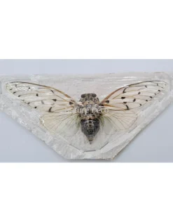 (On)geprepareerde Ayuthia spectabilis (Ghost cicade)