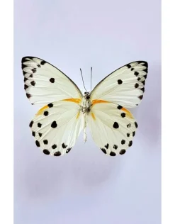 Ongeprepareerde Belenois Calypso