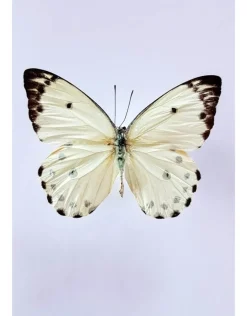 Ongeprepareerde Belenois Calypso