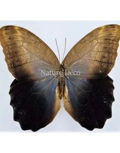 Ongeprepareerde Caligo Eurilochus