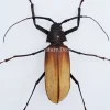 Ongeprepareerde Callipogon Armillatus