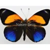 Ongeprepareerde Callithea Markii Davisii