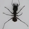 Ongeprepareerde Camponotus Gigas (mier) 8 stuks