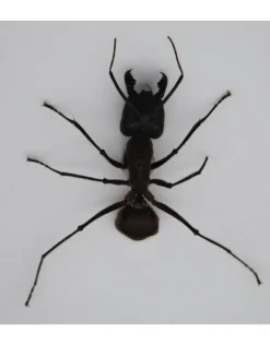 Ongeprepareerde Camponotus Gigas (mier) 8 stuks