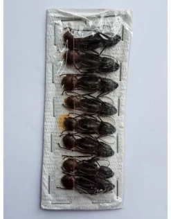 Ongeprepareerde Camponotus Gigas (mier) 8 stuks