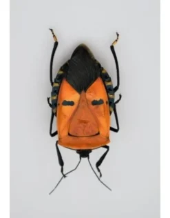 Ongeprepareerde Catacanthus incarnatus
