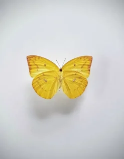 Ongeprepareerde Catopsilia Pomona