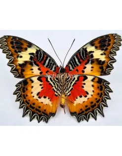 Ongeprepareerde Cethosia Hypsea
