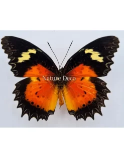 Ongeprepareerde Cethosia Hypsea