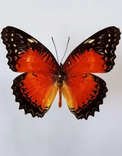 Ongeprepareerde Cethosia biblis