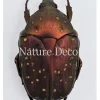 Ongeprepareerde Cetoniidae sp 2