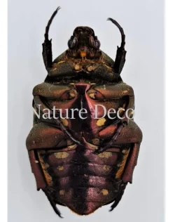 Ongeprepareerde Cetoniidae sp 2