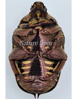 Ongeprepareerde Cetoniidae sp 3