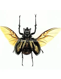 Ongeprepareerde Chalcosoma Atlas kever