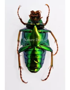 Ongeprepareerde Chalcothea Neglecta