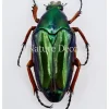 Ongeprepareerde Chalcothea Resplendens